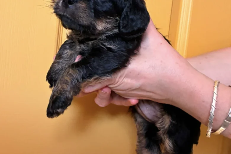 Cavapoo