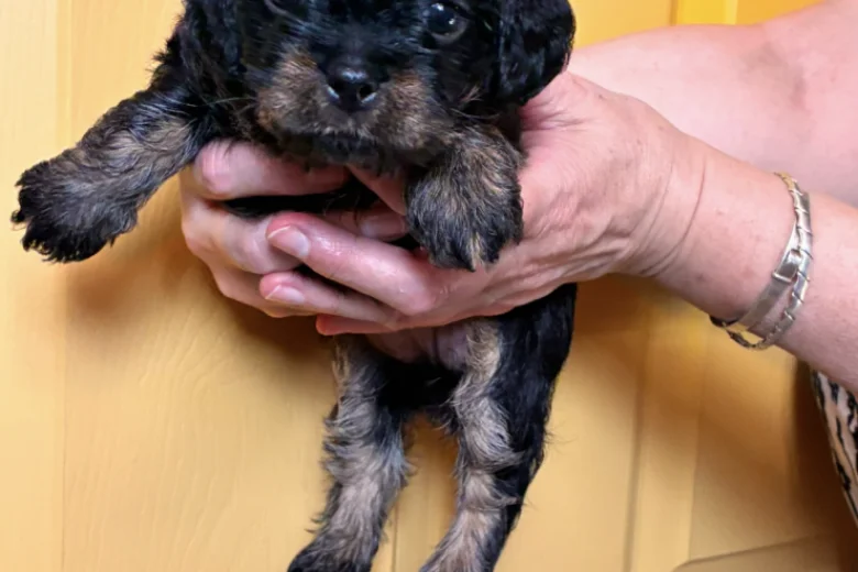 Cavapoo