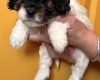 Cavapoo