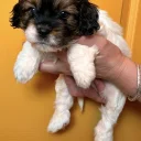 Cavapoo