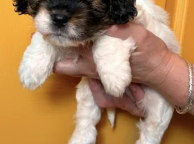 Cavapoo