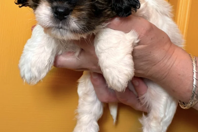Cavapoo