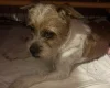 Cavapoo