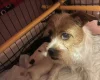 Cavapoo