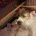 Cavapoo