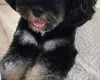 Cavapoo