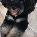 Cavapoo
