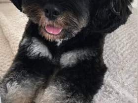 Cavapoo