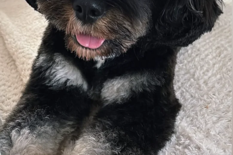 Cavapoo