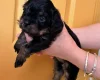 Cavapoo