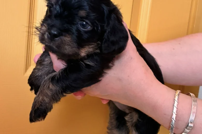 Cavapoo