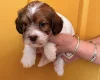 Cavapoo