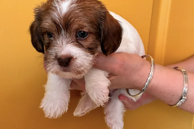 Cavapoo