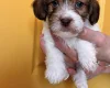 Cavapoo