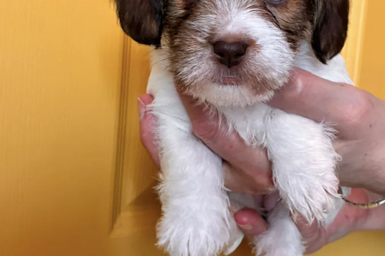 Cavapoo