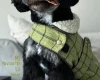 Cavapoo
