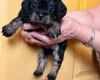 Cavapoo