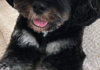 Stud