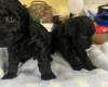 Toy Poodle