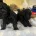 Toy Poodle