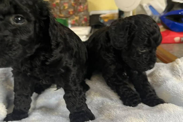 Toy Poodle