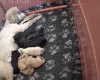 Toy Poodle