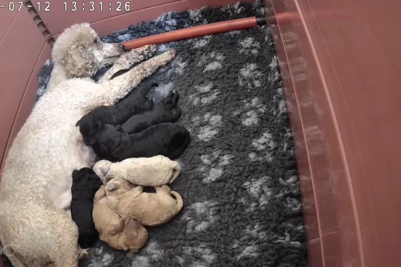 Toy Poodle