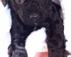 Toy Poodle