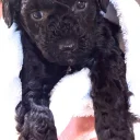 Toy Poodle