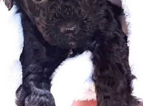 Toy Poodle