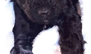 Toy Poodle