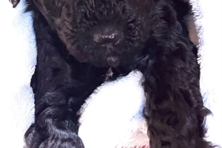 Toy Poodle