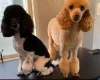 Toy Poodle
