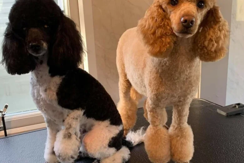 Toy Poodle