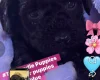 Toy Poodle