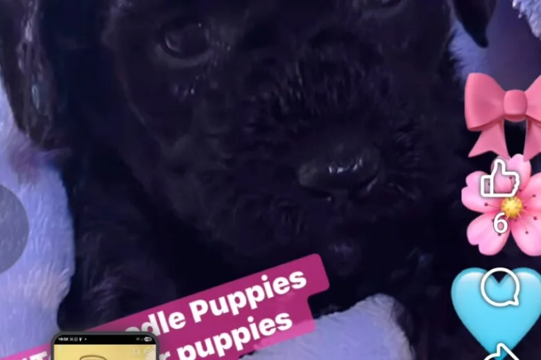 Toy Poodle