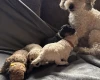 Toy Poodle