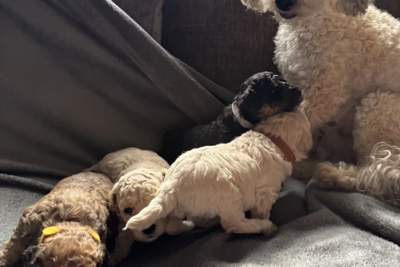 Toy Poodle