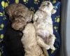 Toy Poodle