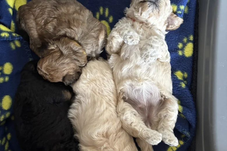 Toy Poodle