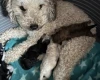 Toy Poodle