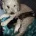 Toy Poodle