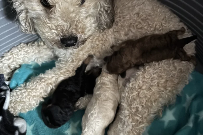 Toy Poodle