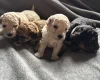 Toy Poodle