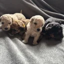 Toy Poodle