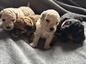 Toy Poodle