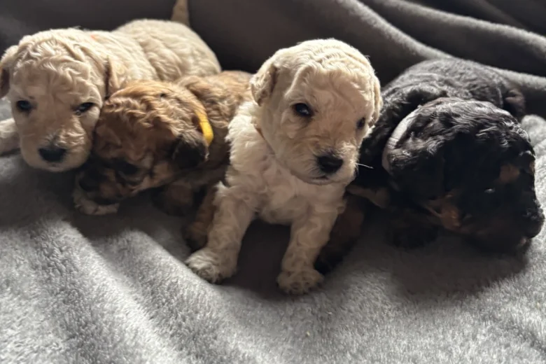 Toy Poodle