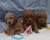 Toy Poodle