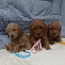 Toy Poodle