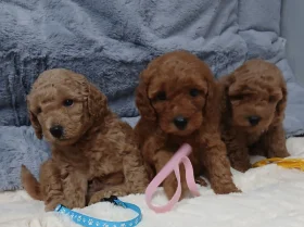Toy Poodle